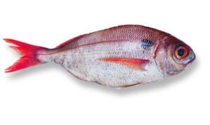 Dorade rouge