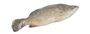Barramundi vidé écaillé