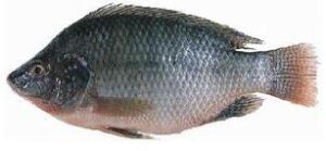 Tilapia noir