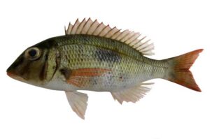 Ombrine de la rivière / Bossu