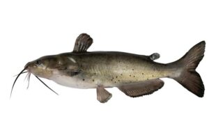 Poisson Chat