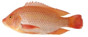 DY - Tilapia rouge