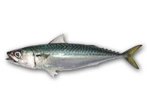 Mackerel