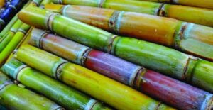Canne à sucre